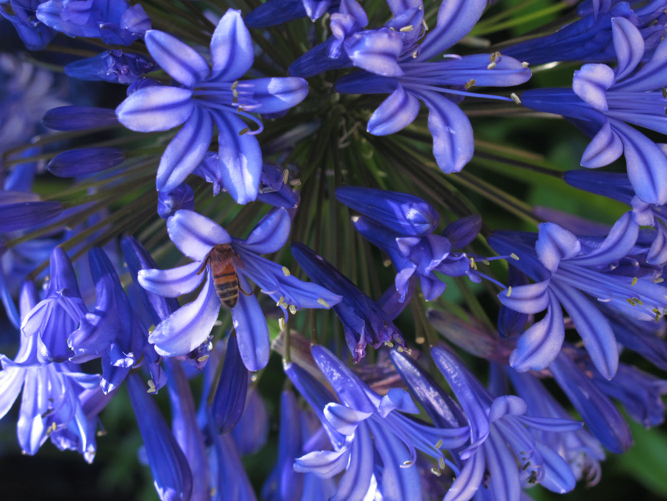 agapanthus and a bee in melbourne royal botanical Gardens Australia