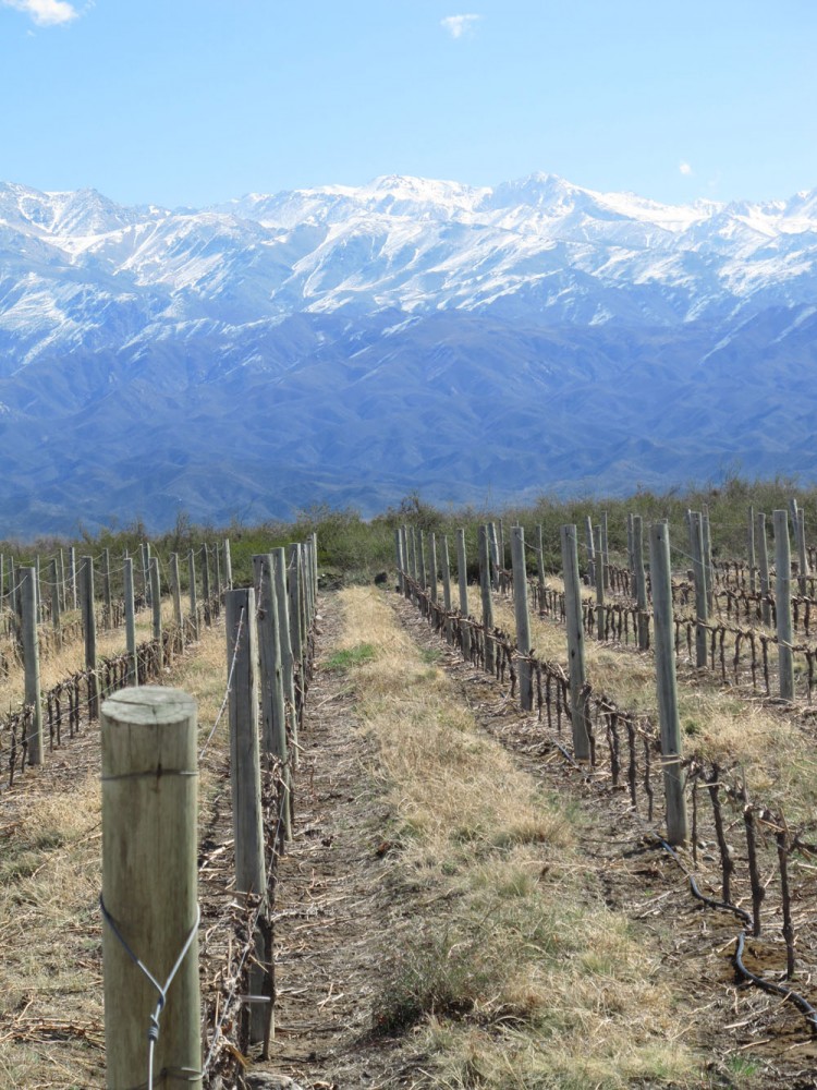 andes in the distance at a winery in the uco valley outside mendoza argentina