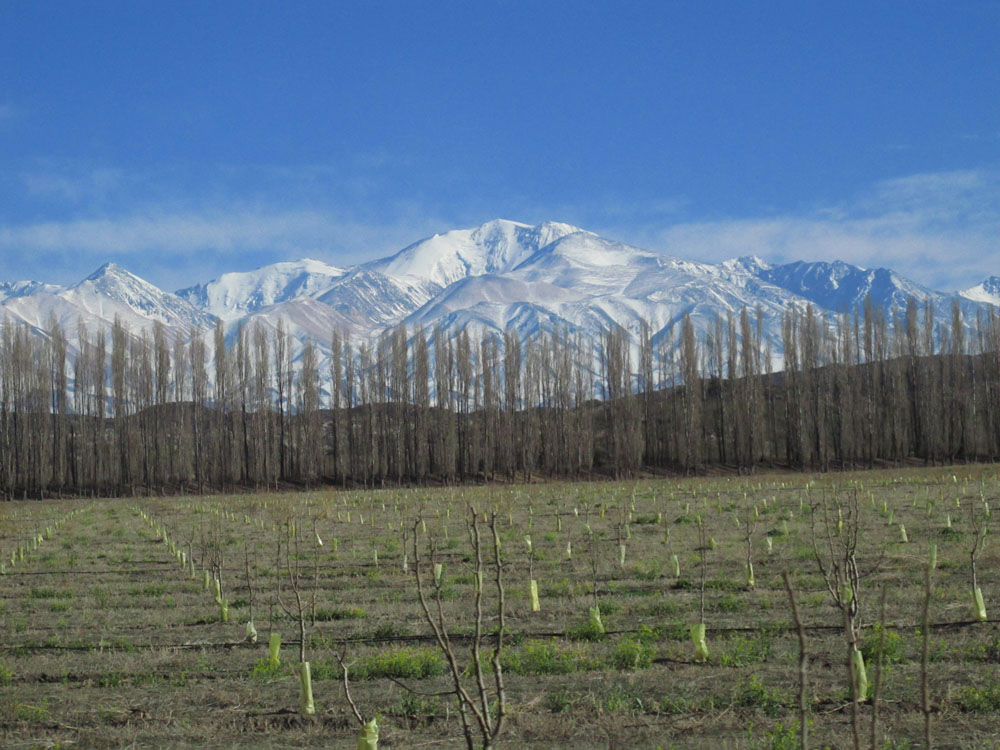 Andes as the Backdrop to the Uco Valley of mendoza argentina