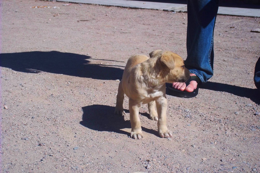 Cachueta Hot Springs Puppy Again