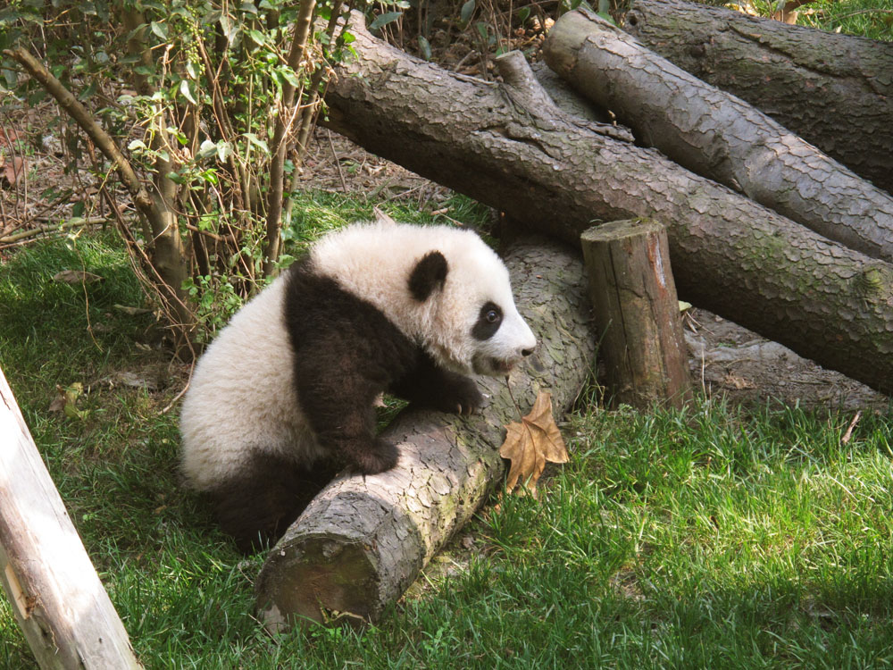 baby panda climbs on a log at the panda research base in chengdu china