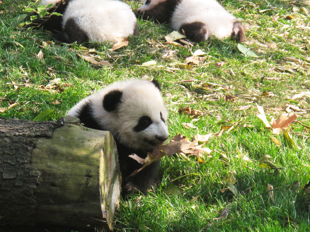 baby panda surveys the yard at the Panda research base in Chengdu China