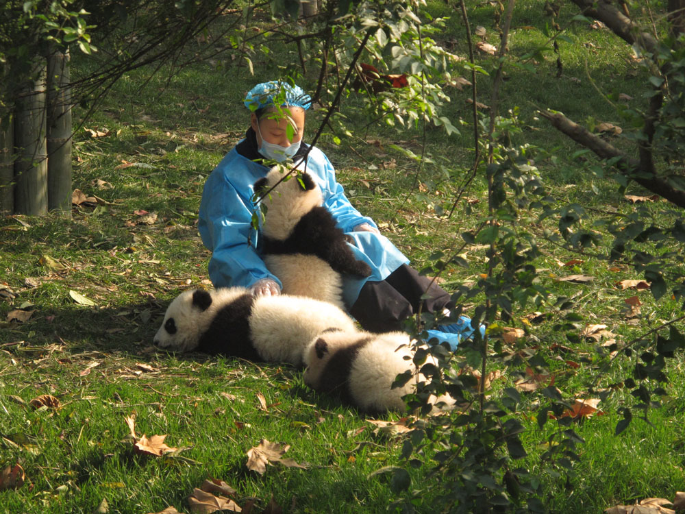 baby pandas playing in the yard at the Chengdu panda breeding center