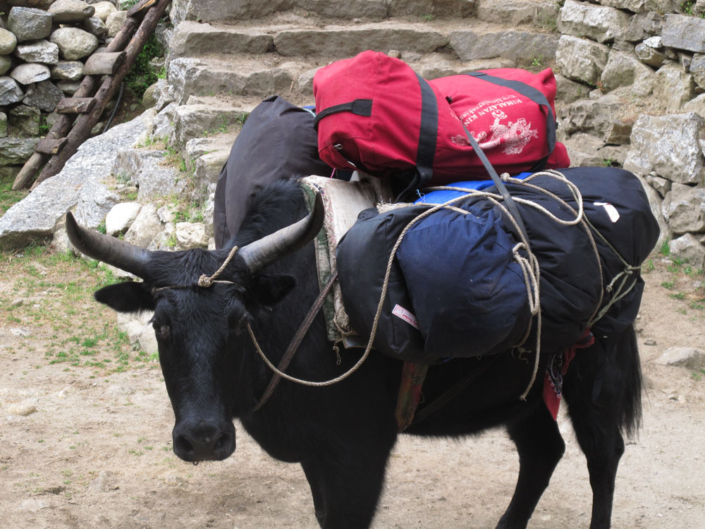 Hard Working Yak in the himalayas