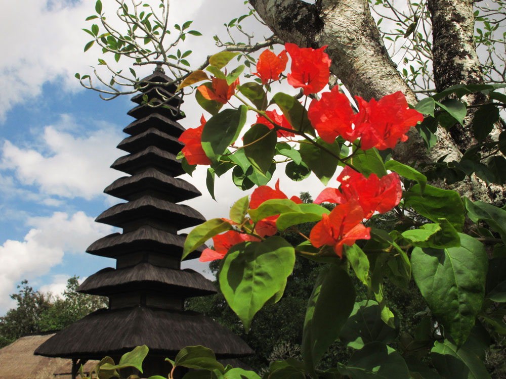 Bougainvillea of Bali, outside Mongwi Palace