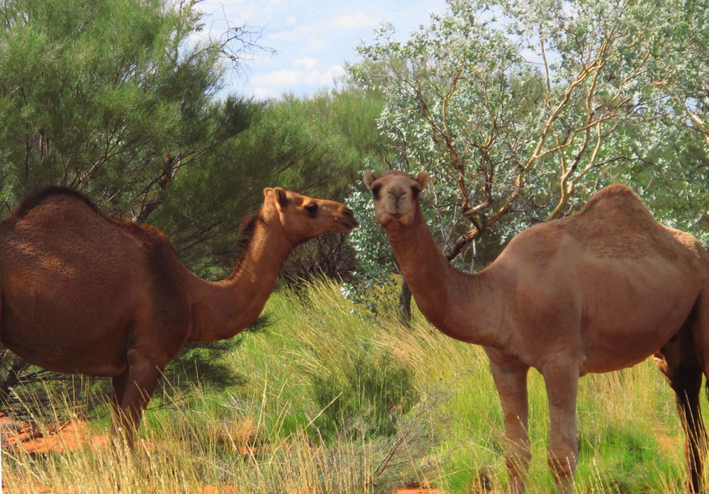Wild Camels around ayers rock in australia
