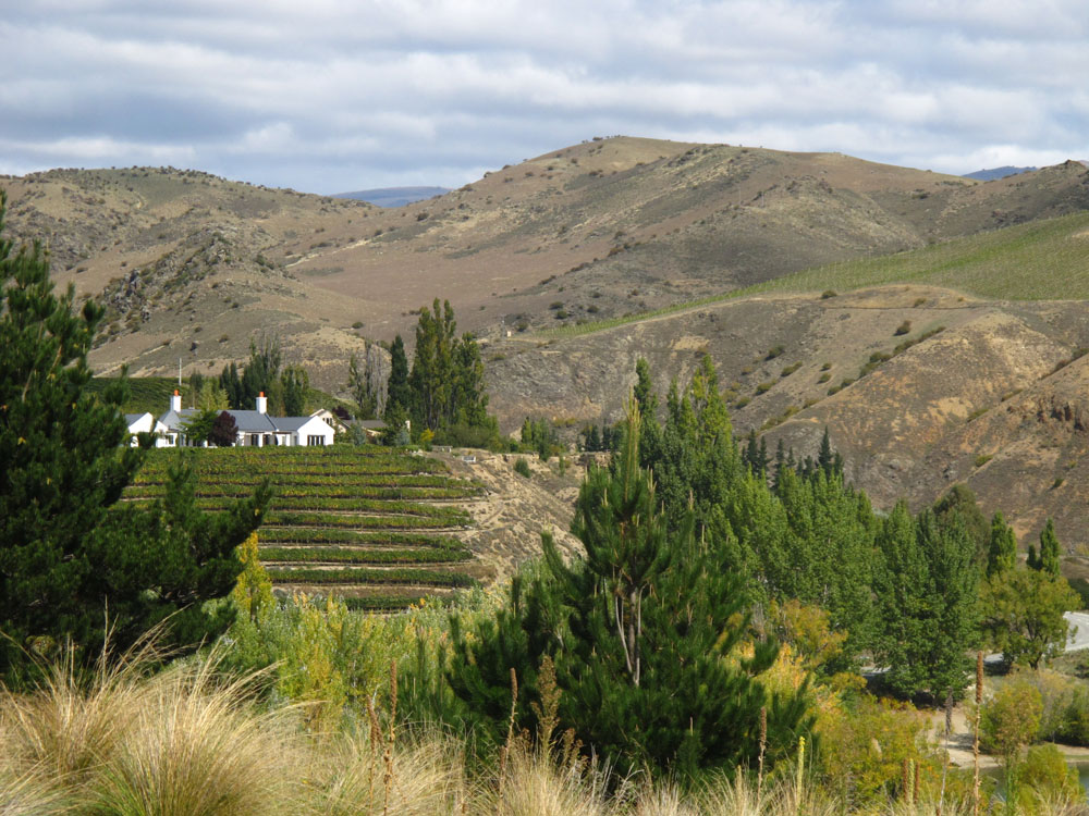 New Zealand Vineyards