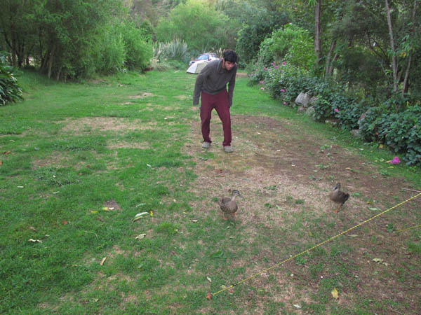 chasing ducks away from the campsite at Old McDonalds farm at Abel Tasman National Park