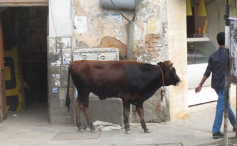 cow chillin on a street corner in kathmandu
