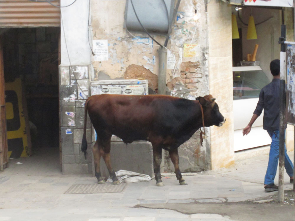 cow chillin on a street corner in kathmandu