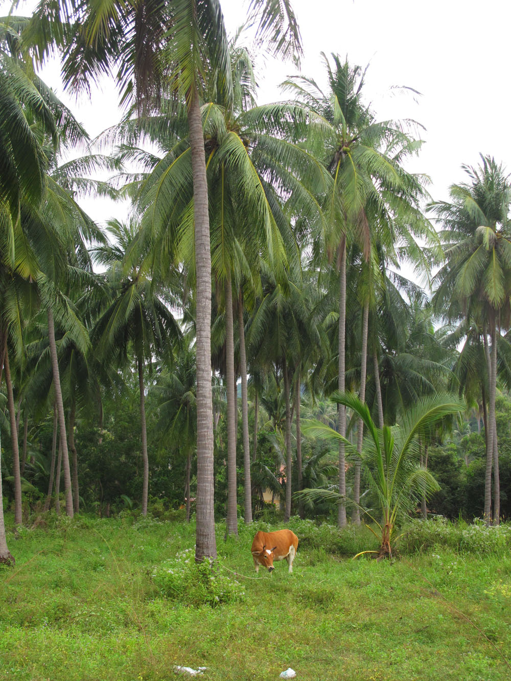 cow hanging out in the palm fields of Koh Pha Ngan island THailand