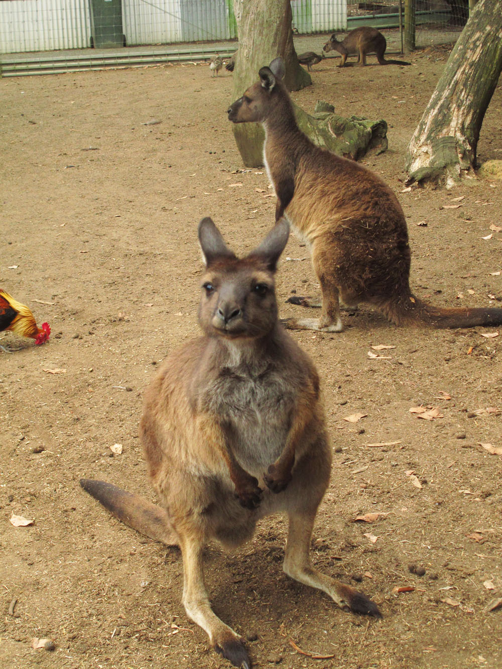 curious grey kangaroo at petting zoo on kangaroo island australia