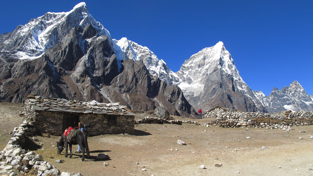 donkey resting in the himalayas near dingboche nepal