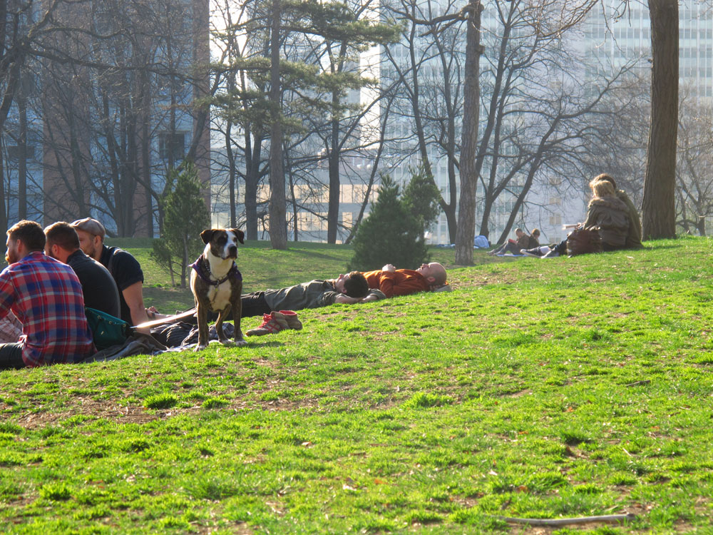 early grasses in fort greene park