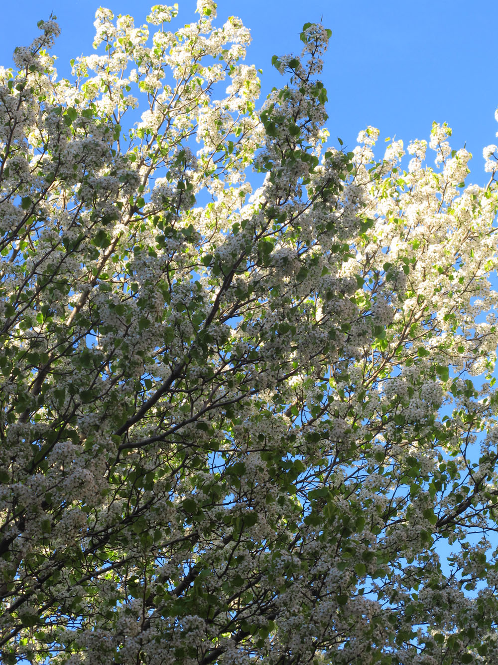 early spring buds