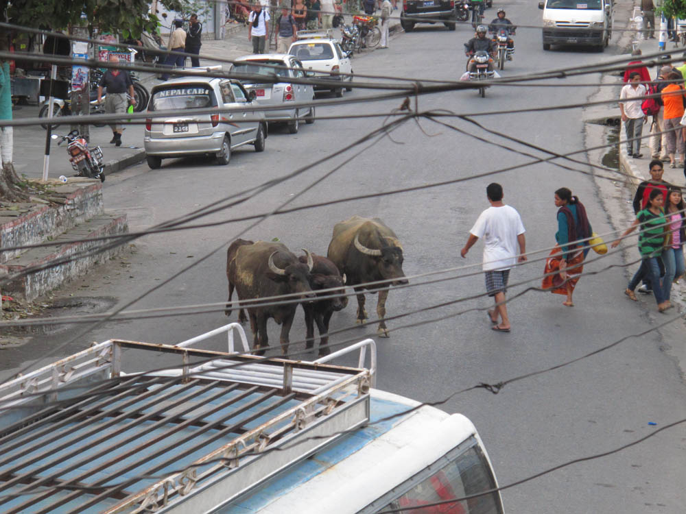 Yak Family Cruising in Pokhara