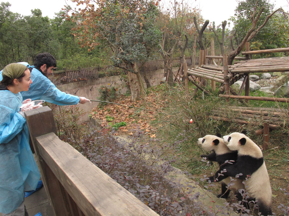 feeding hungry pandas in the panda intership at the Panda Reserve in Chengdu China