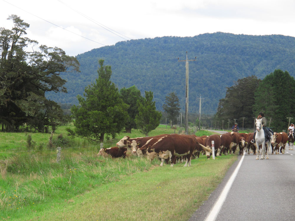 herd of cows on the road new zealand