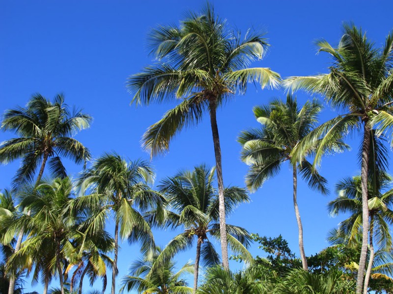 Palm Trees at an Isla Verde Hotel