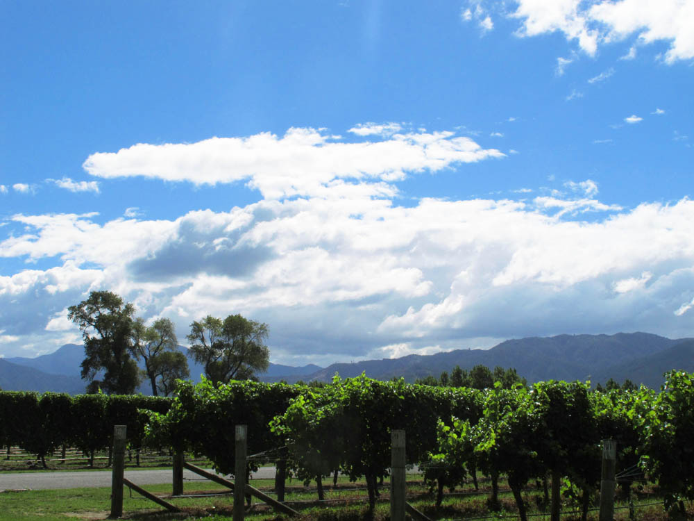 marlborough vineyards new zealand