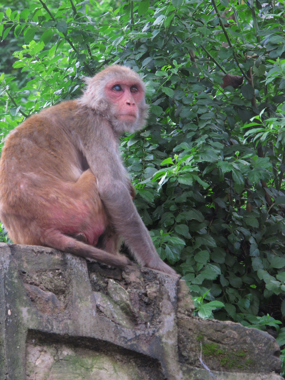 Swayambhunath monkey