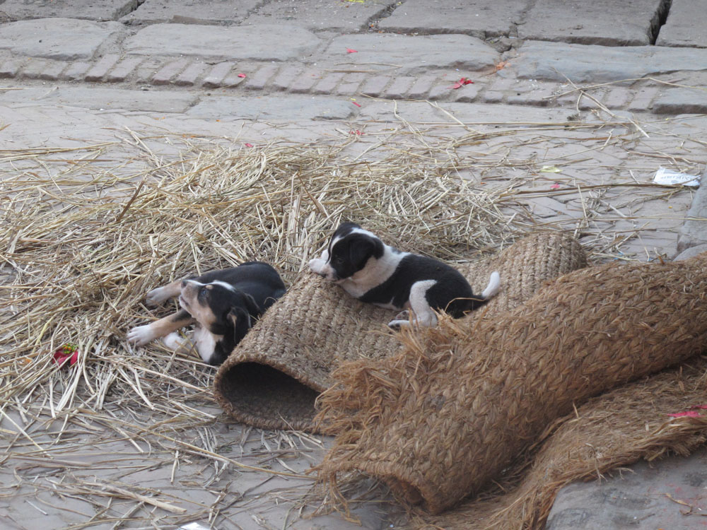 Puppies play on a mat in Nepal