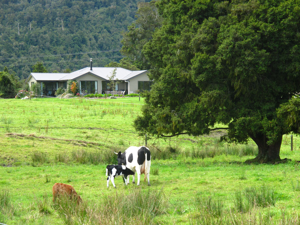 nursing cow in new zealand