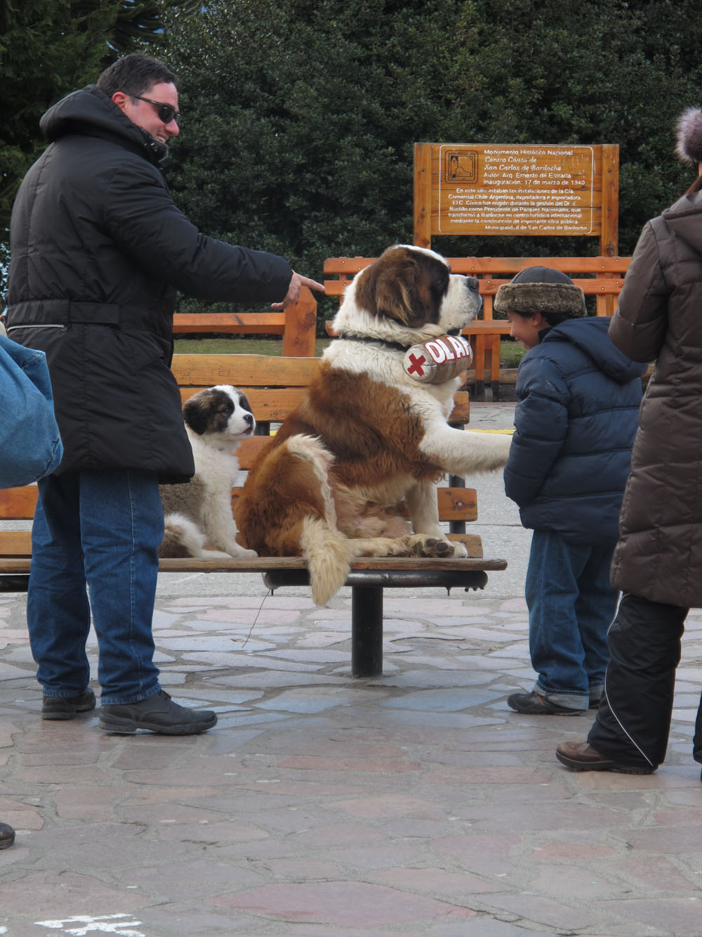 Olaf the saint bernard greets his fans in Bariloche