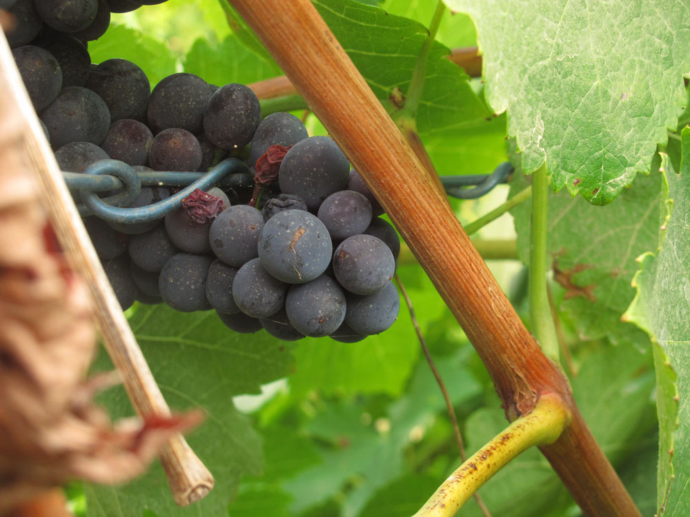 Oldest Cabernet Grapes in Australia with no phylloxera