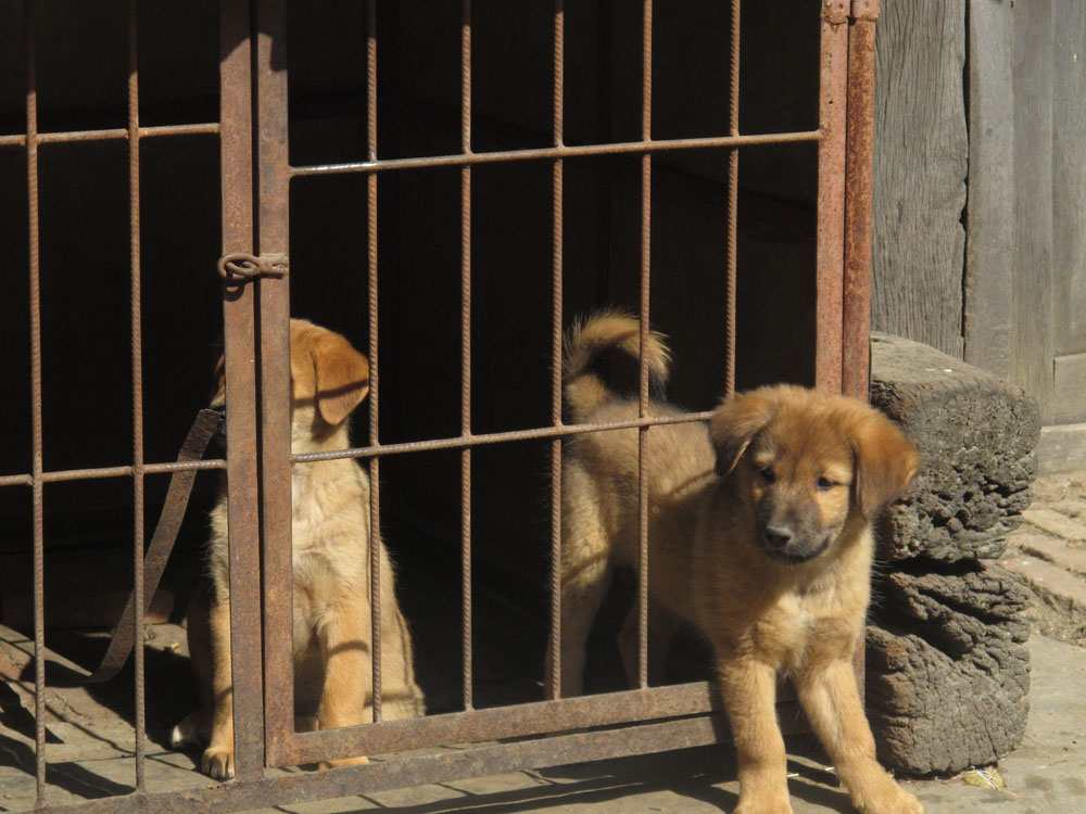 puppies in a cage in Bhaktapur Nepal