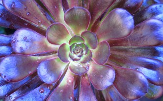 Purple Succulent, Los Angeles, California