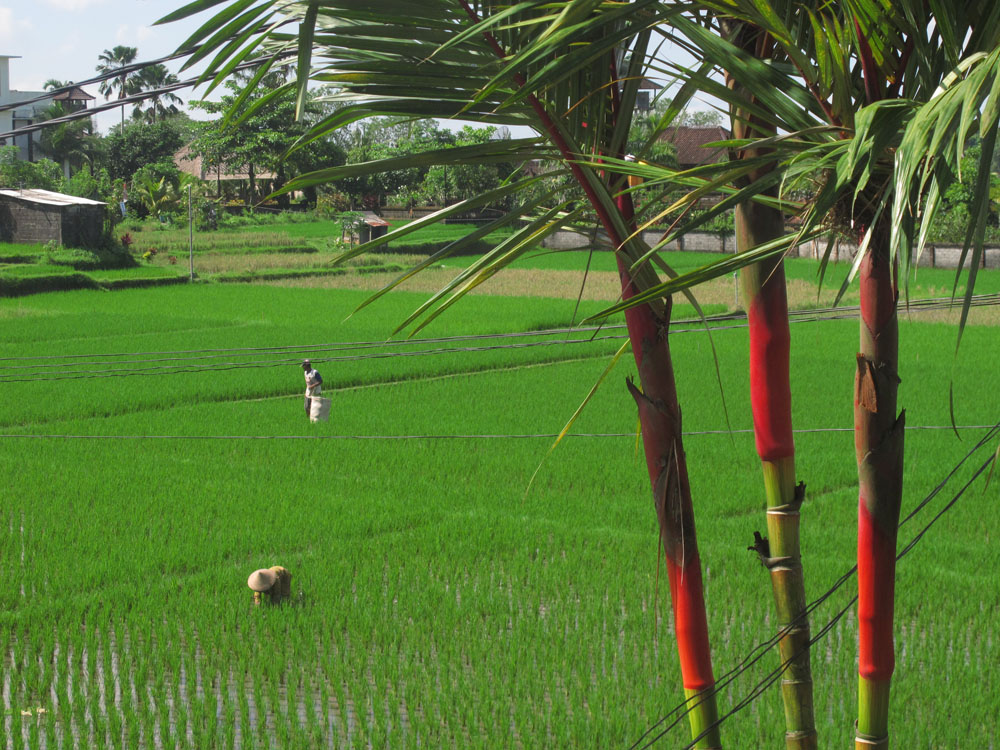 Rice Fields of Ubud Bali