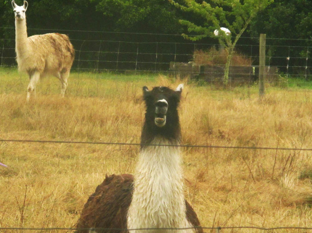 Old McDonalds Farm New Zealand Llama 