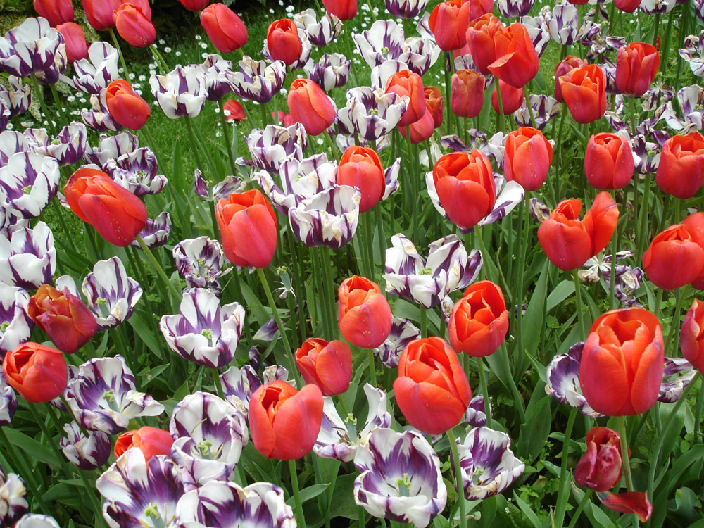 tulips in amsterdam netherlands