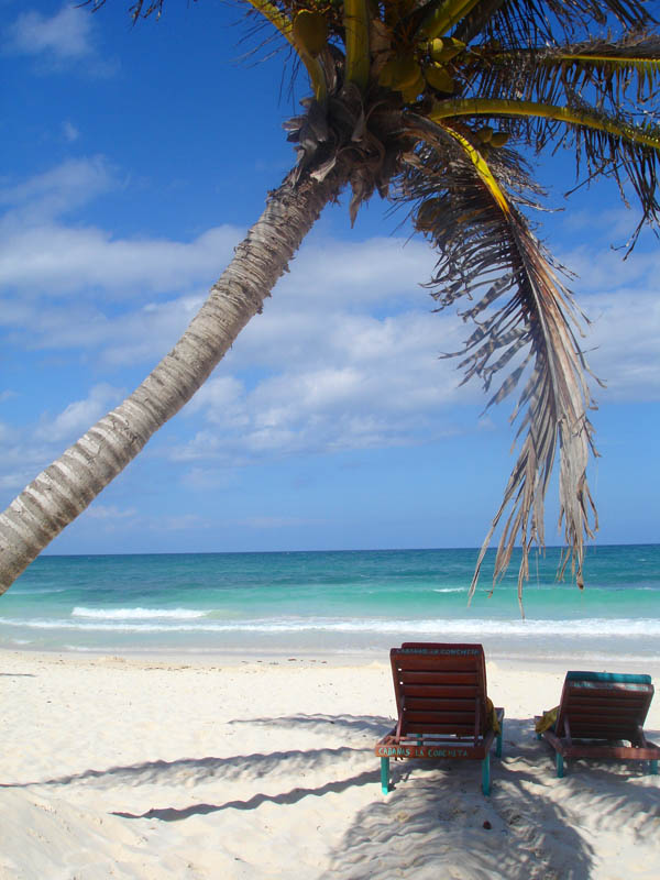 Tulum Beach palm tree on white sand beach in Tulum, Mexico
