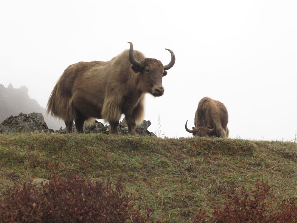 wild yak in the himalayas