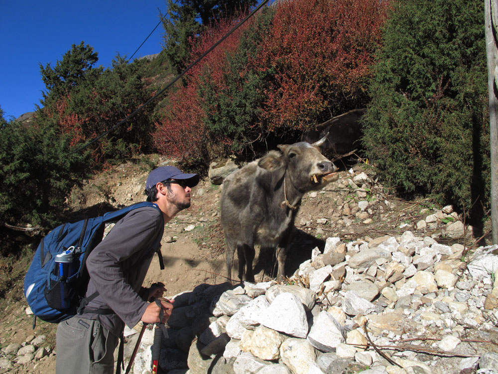 yak staring contest in the himalayas