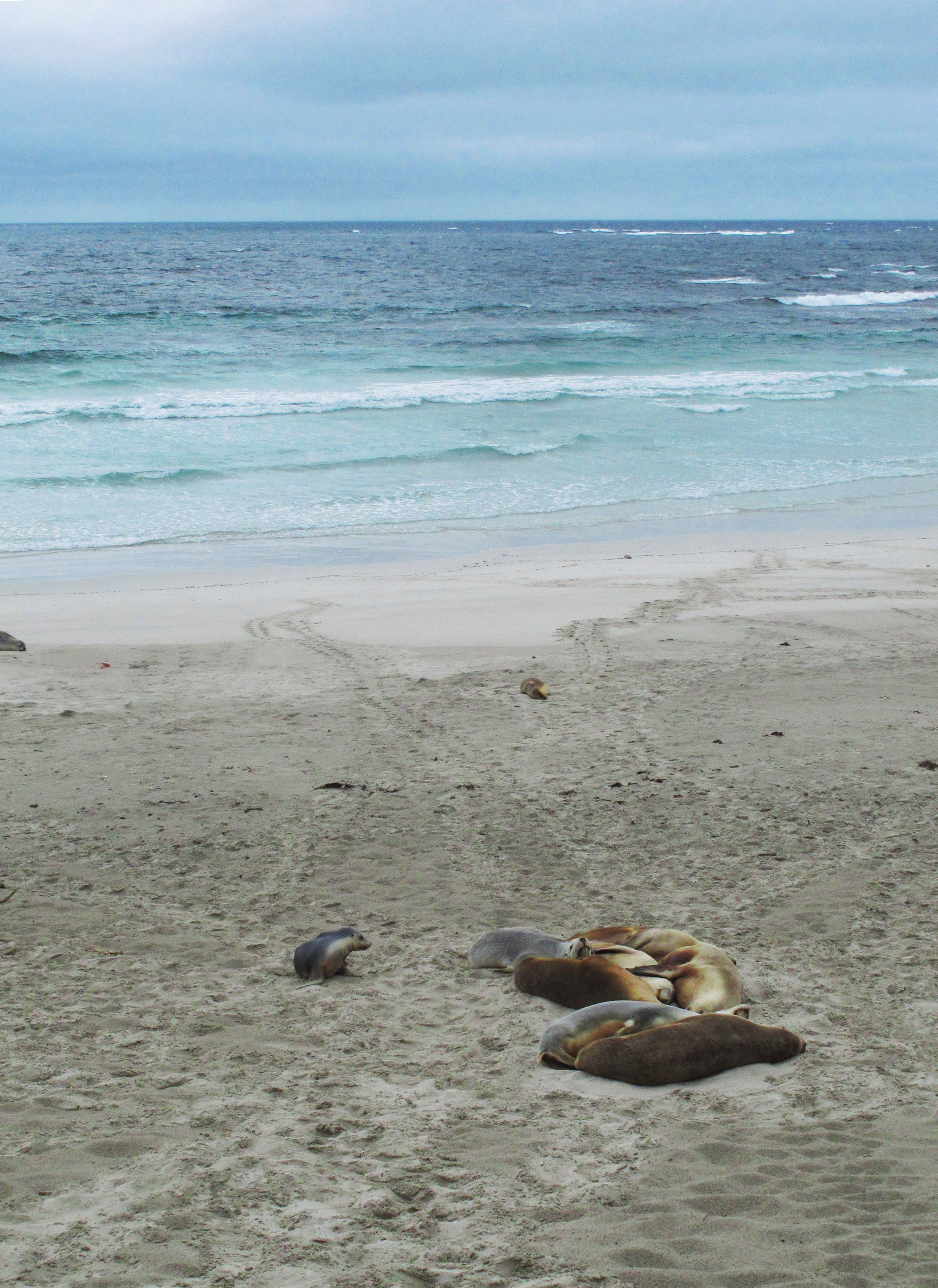 Sea lions laying in Seal Bay Kangaroo Island