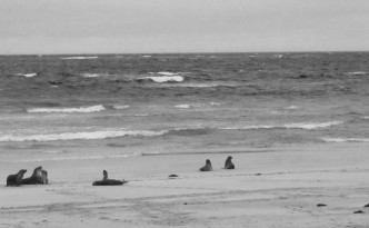 Sea lions playing on the beach in Kangaroo Island