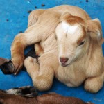 Baby goat on St John