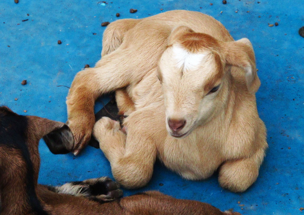 Baby goat on St John