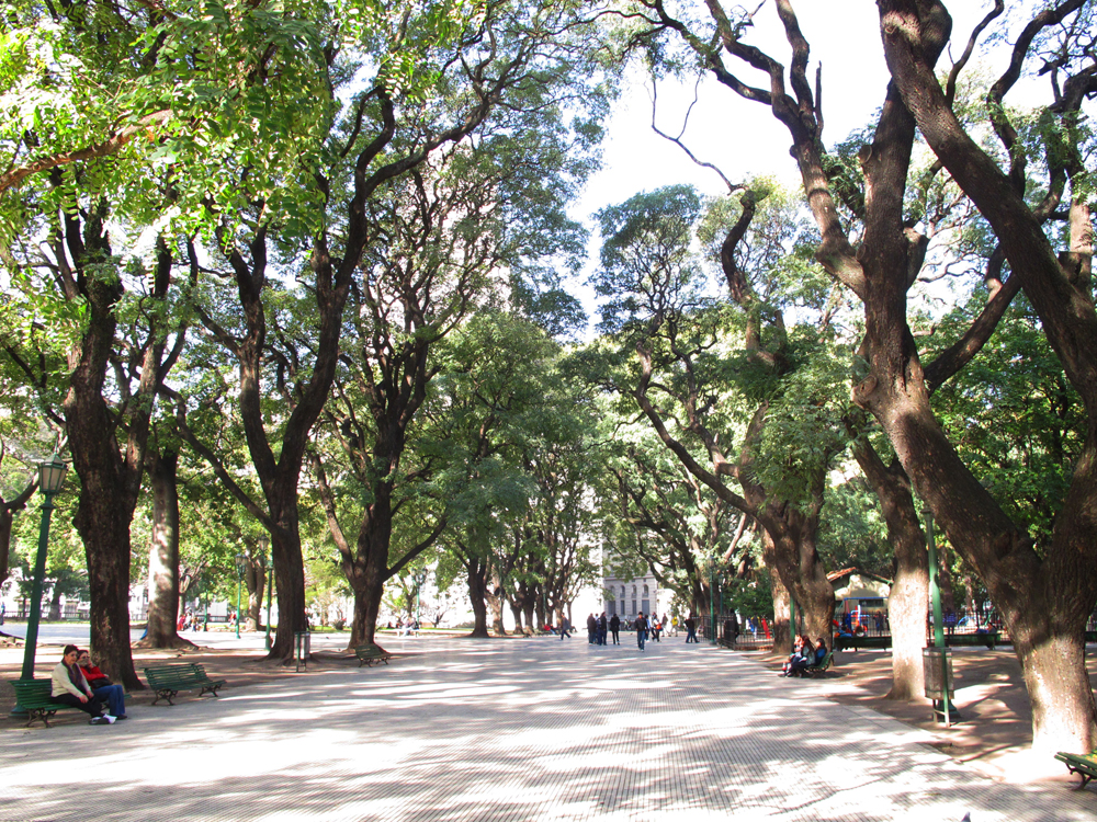 Buenos Aires trees