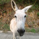 Curious Donkey Face in the car