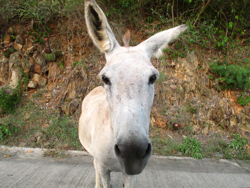 Curious Donkey Face in the car