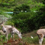 Donkeys on the side of the road, St John