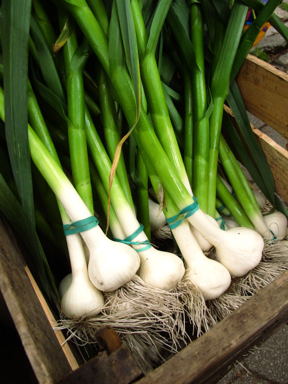 Farmers market spring garlic