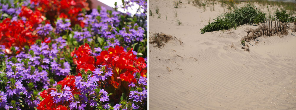 Flowers and sand in Atlantic City