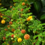 Flower buds on the beach at Hansen Bay