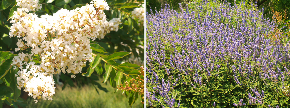 Flowers in the Duckhorn Gardens