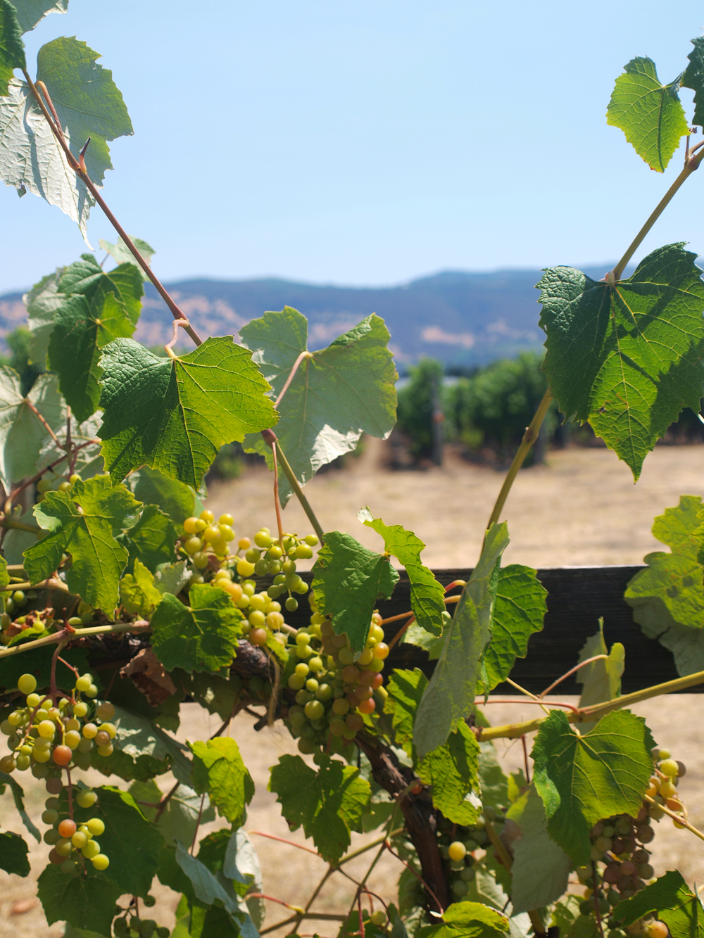 Grape vines, Napa, California